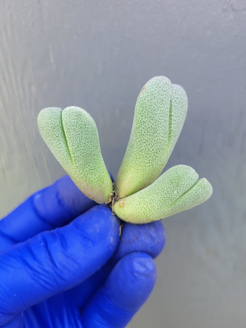 Artifex image - Cheiridopsis Pillansii