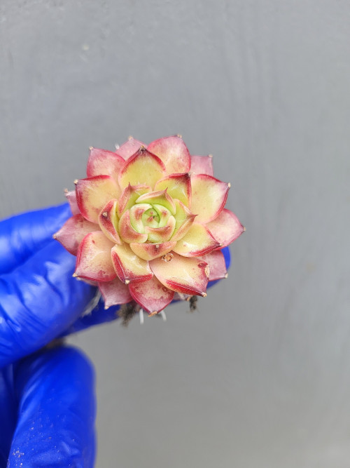 Artifex image - Echeveria Small Conch