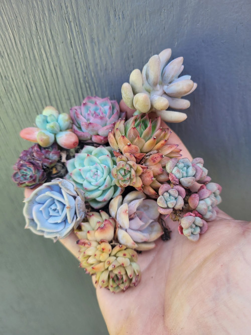 Artifex image - Mixed Succulent Pack